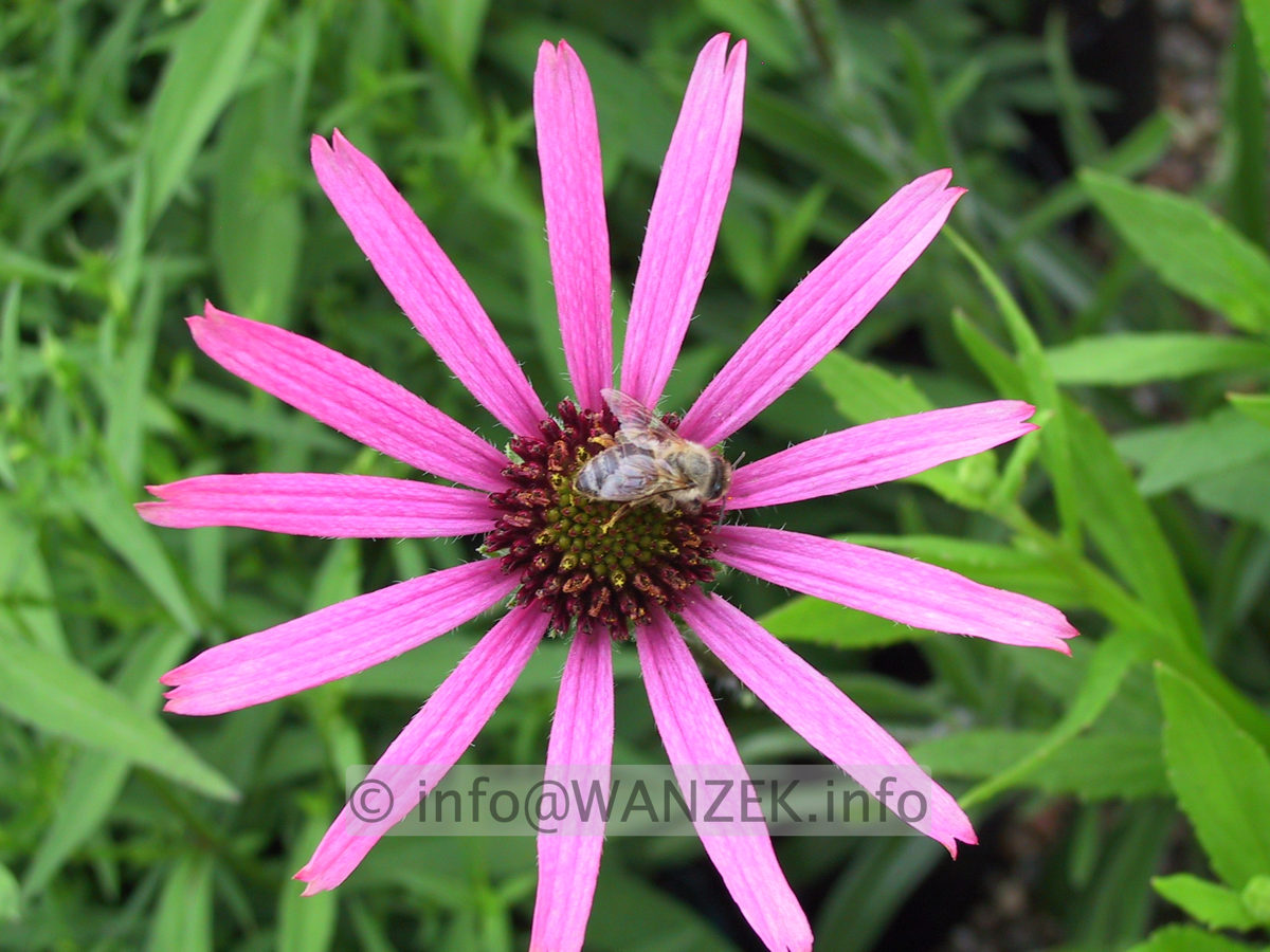 Echinacea tenneseensis.JPG